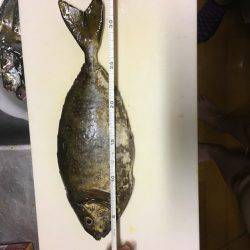 今日のバリは前回釣行時よりでかかった！！